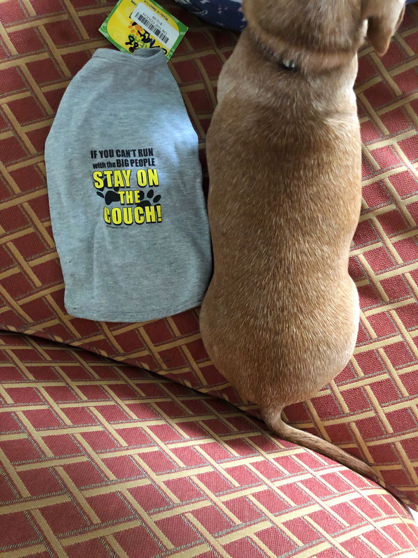 Medium Dog Shirt On The Couch