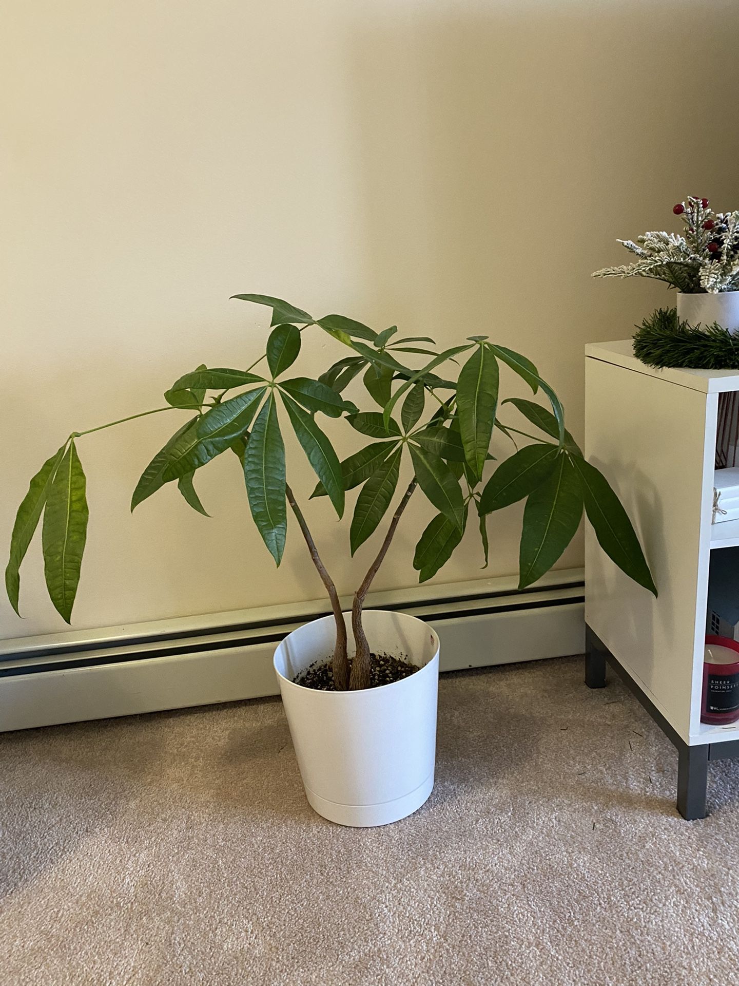 Plant