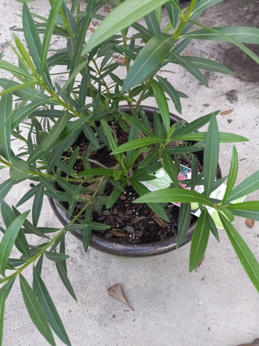Oleander Plant In Glazed Clay Pot for Sale in San Antonio