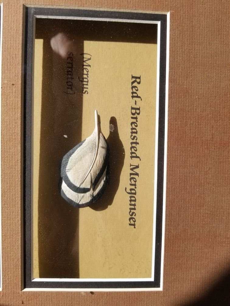 Ducks Unlimited