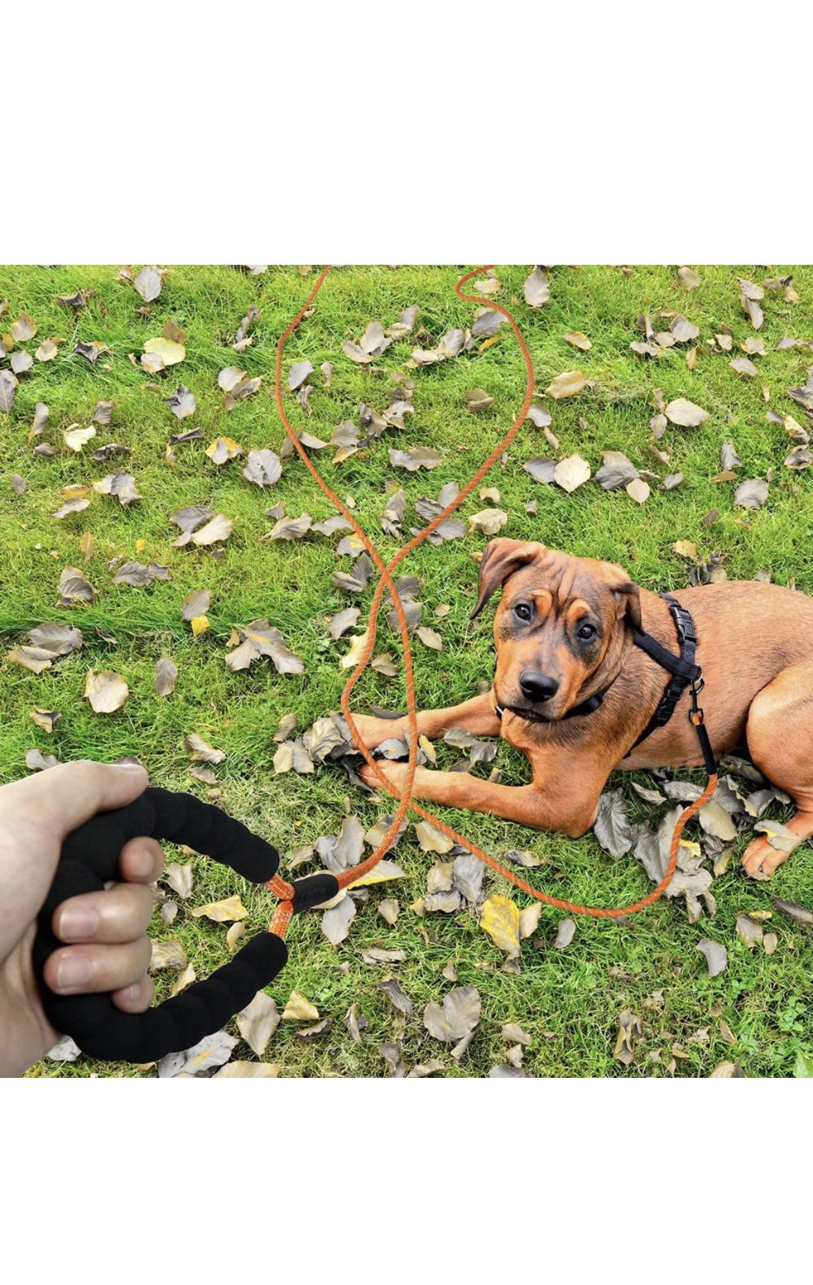 Taglory Dog Training Leash,Long Dog Rope Leash - 15 Ft