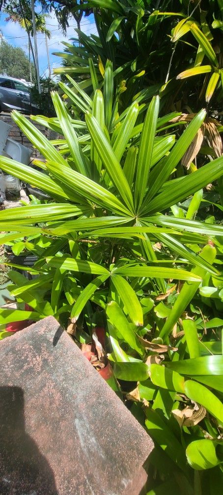 Broadleaf Lady Palm, Bamboo Palm