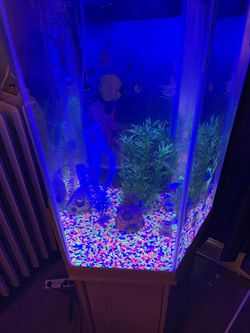 35 Gallon Fish Tank With Stand And  Lid  Thumbnail