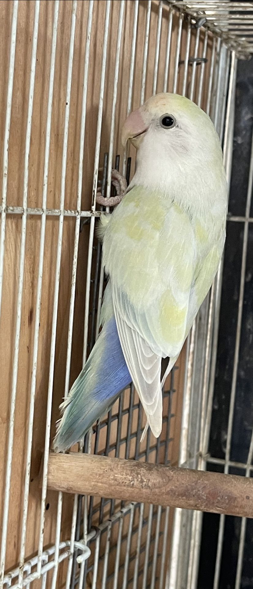 Used Cage For Lovebirds Pair