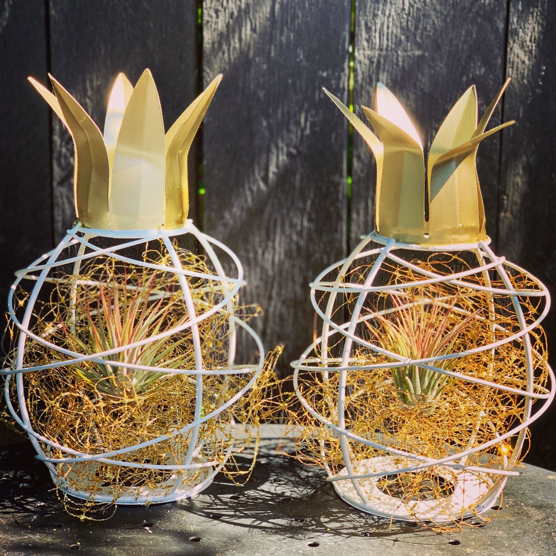 Table top pineapples with air plant