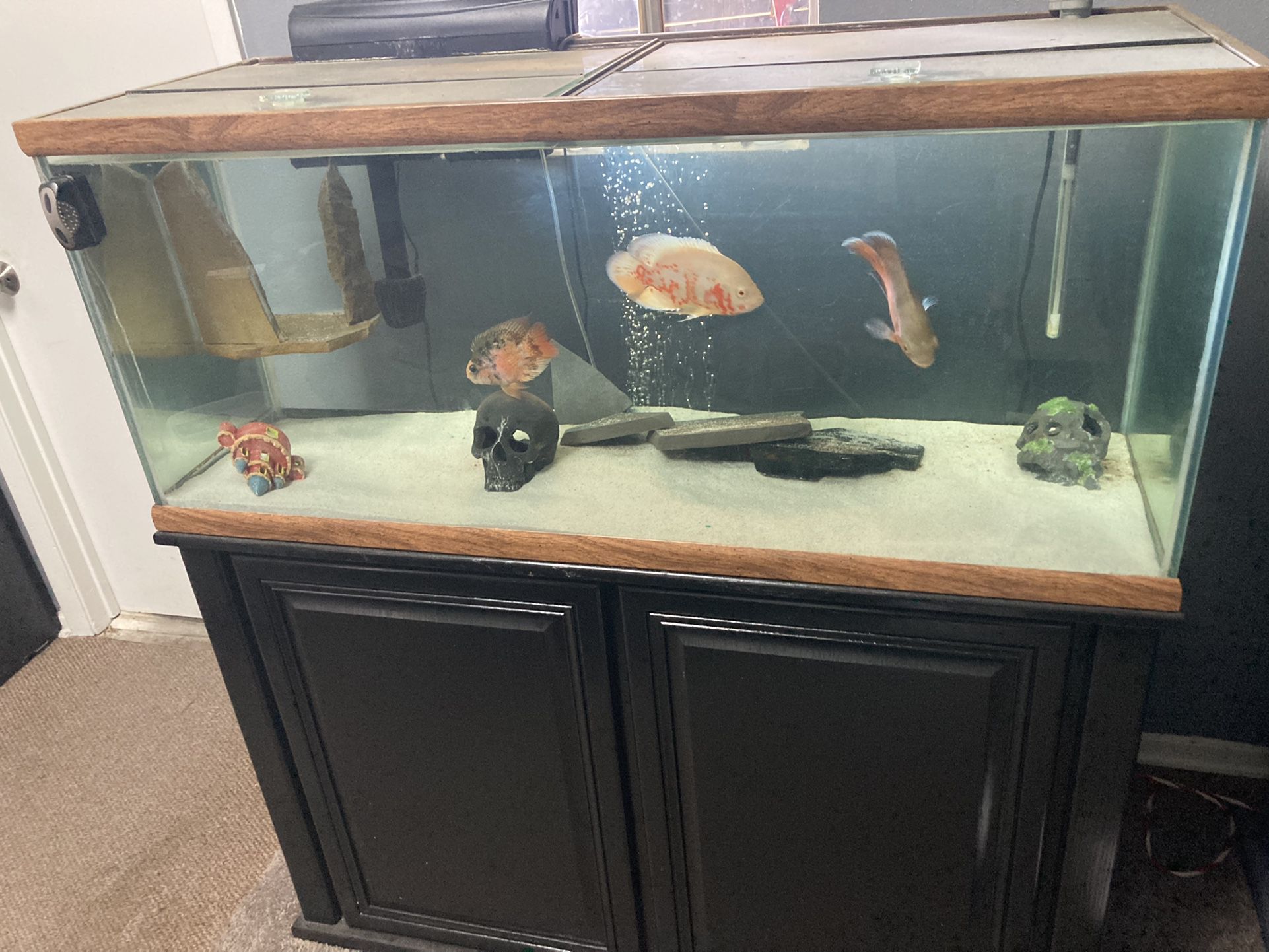 Big Tank For Sale With Fish - Everything 