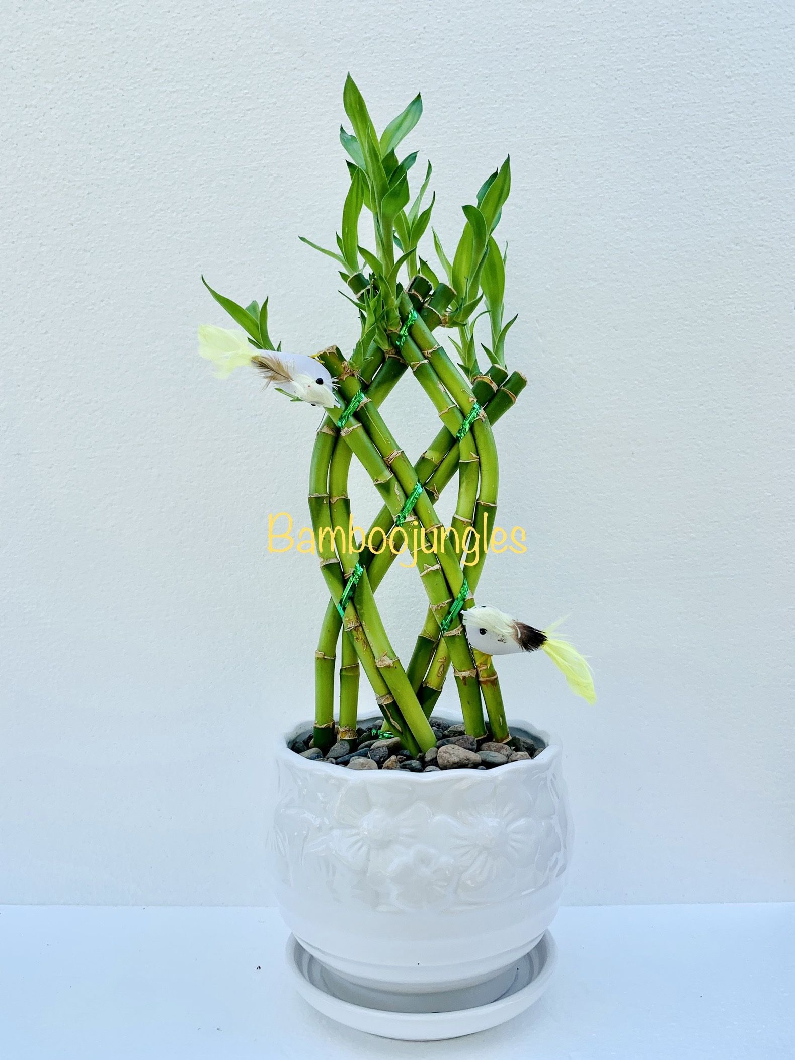 SHIPPING AVAILABLE Trellis Lucky Bamboo Live Plant Ceramic Pot Assorted Color Bird 14" Tall $12/each