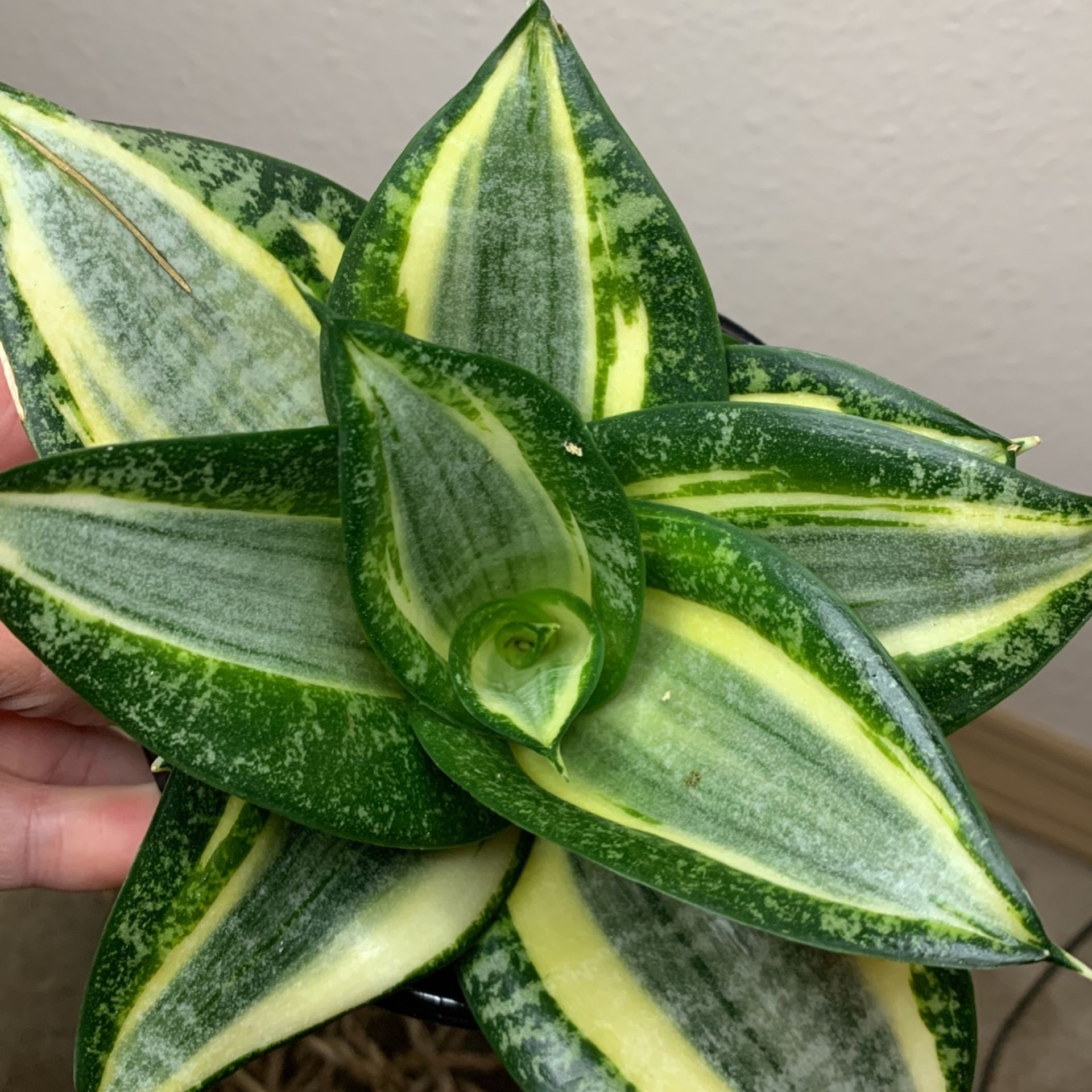 Birdsnest Snake Plant Sansiveria Low Light