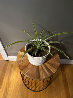 Spider Plant And Stand Thumbnail