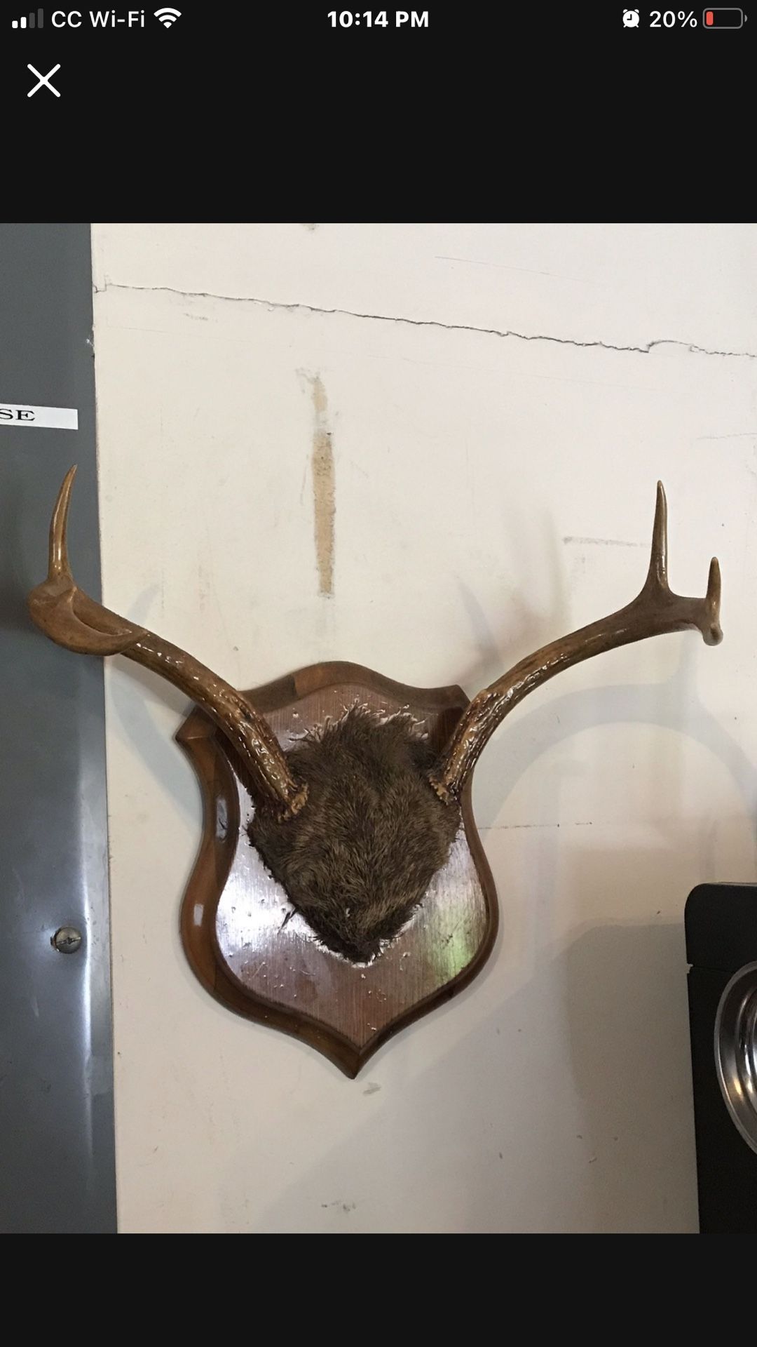 Mounted 6 pointer deer antlers