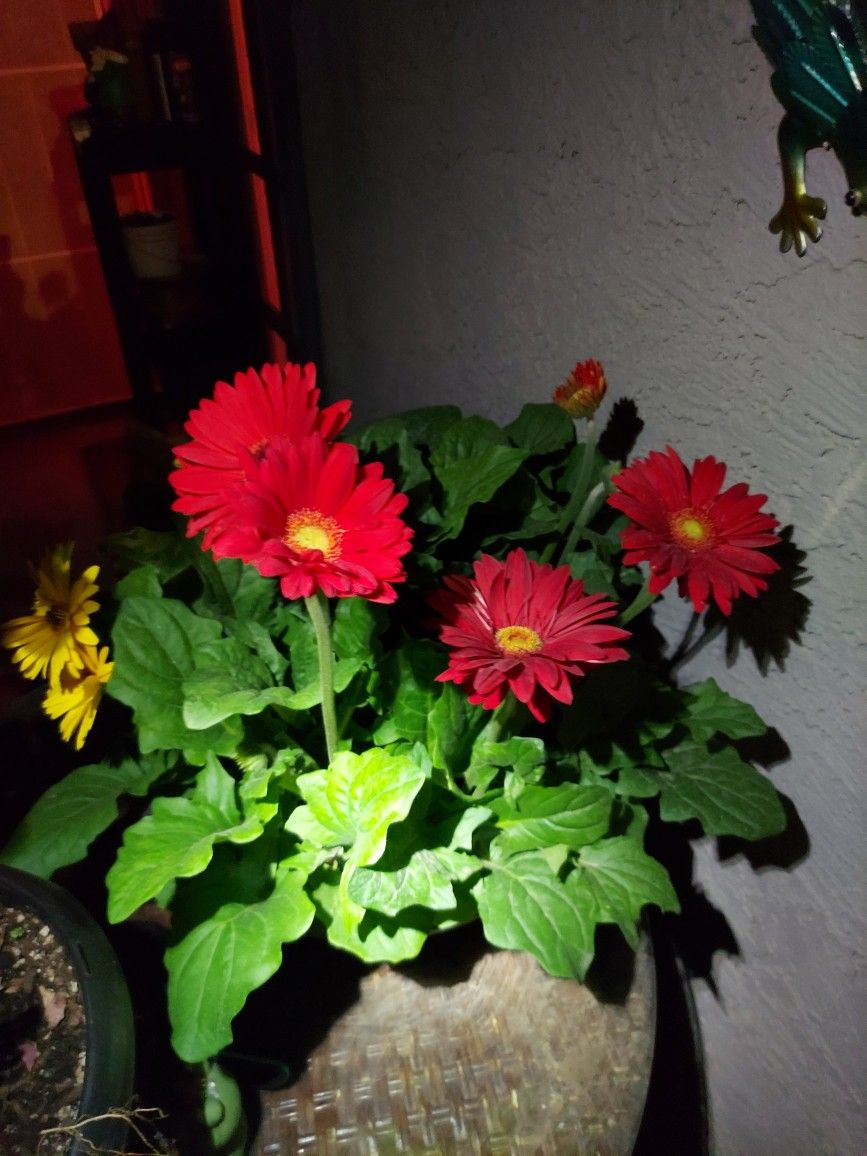 Beautiful Flowers