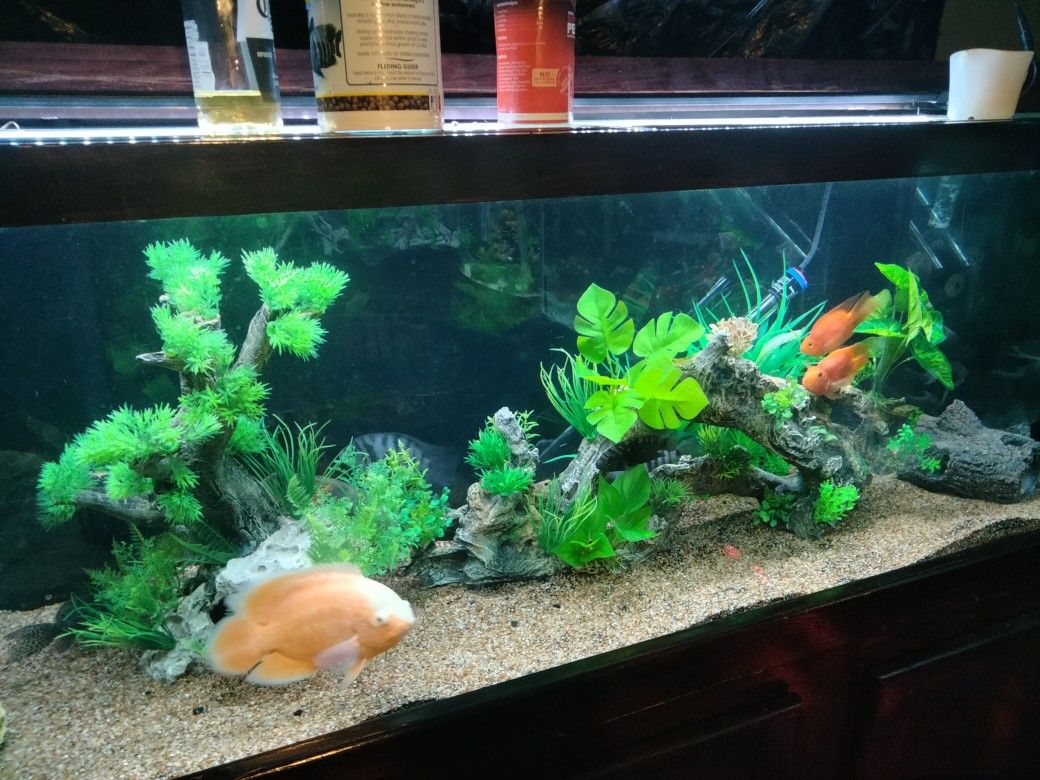 125 Gallon Fish Tank In Stand Obo