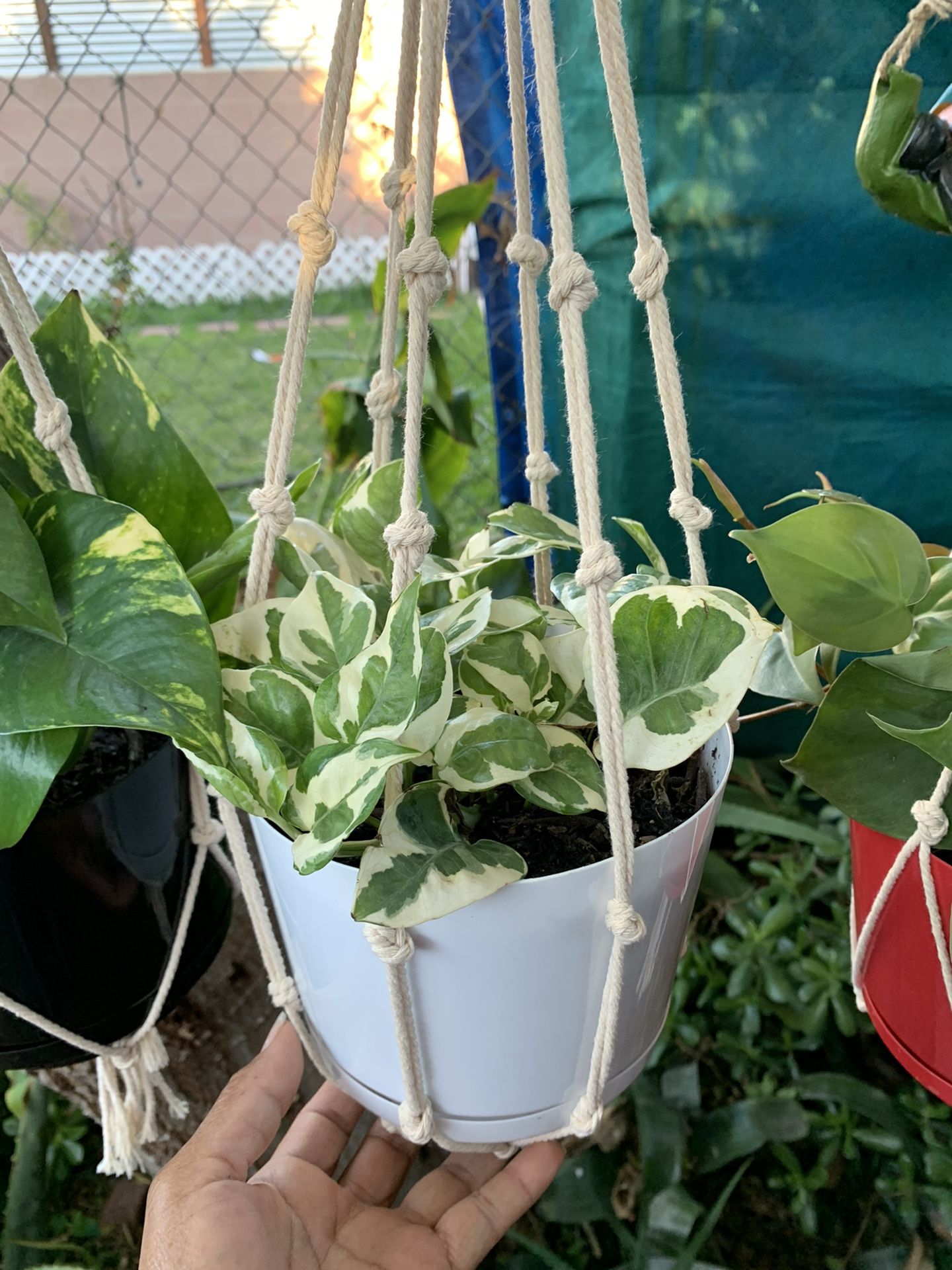 Pathos Plants Indoor Small Con Colgadera De Macramé $15 Each