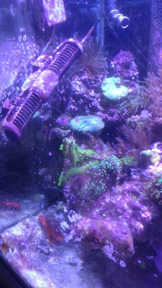 120 Gal Reef tank