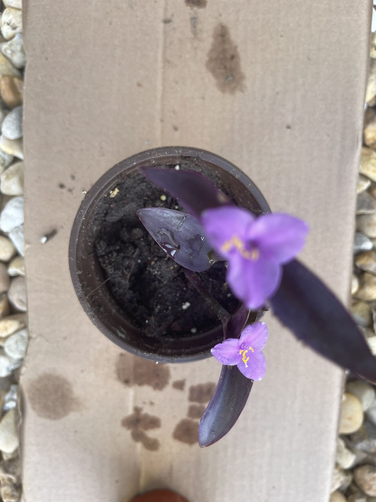 Purple Flower