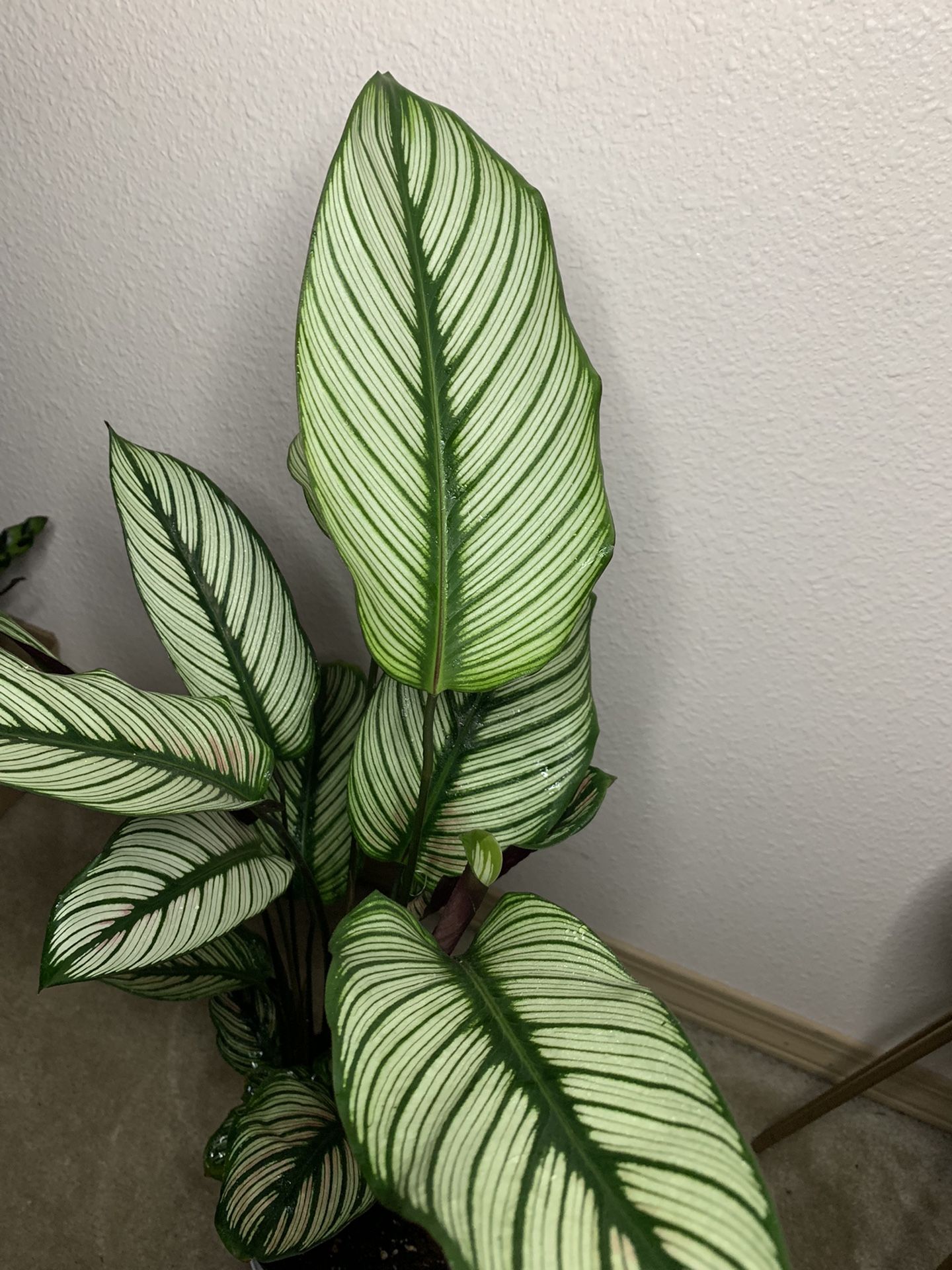 Calathea White Star Prayer Plant Non Toxic for Sale in