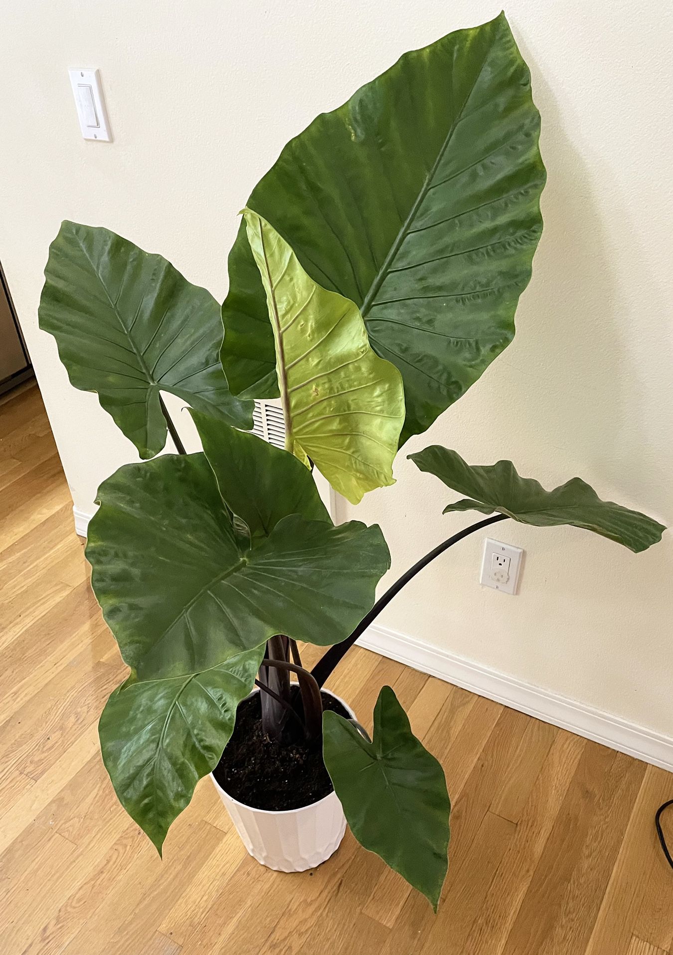 Live 5ft. Dark Star Alocasia / 2 in 1 Pot / Free Delivery Available 
