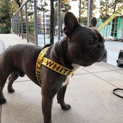 Off White Dog Harness, Colar And Leash for Sale MA - OfferUp