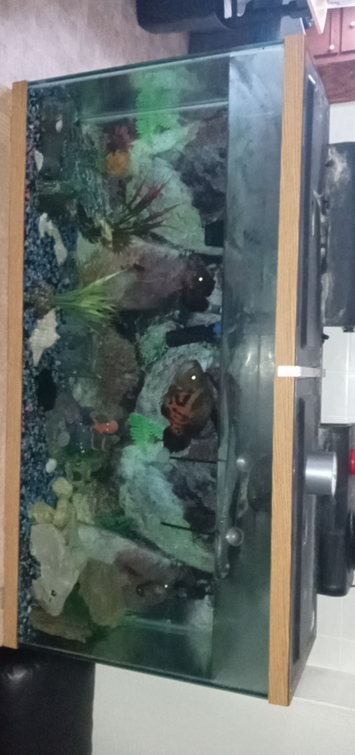 Fish Tank & Fish