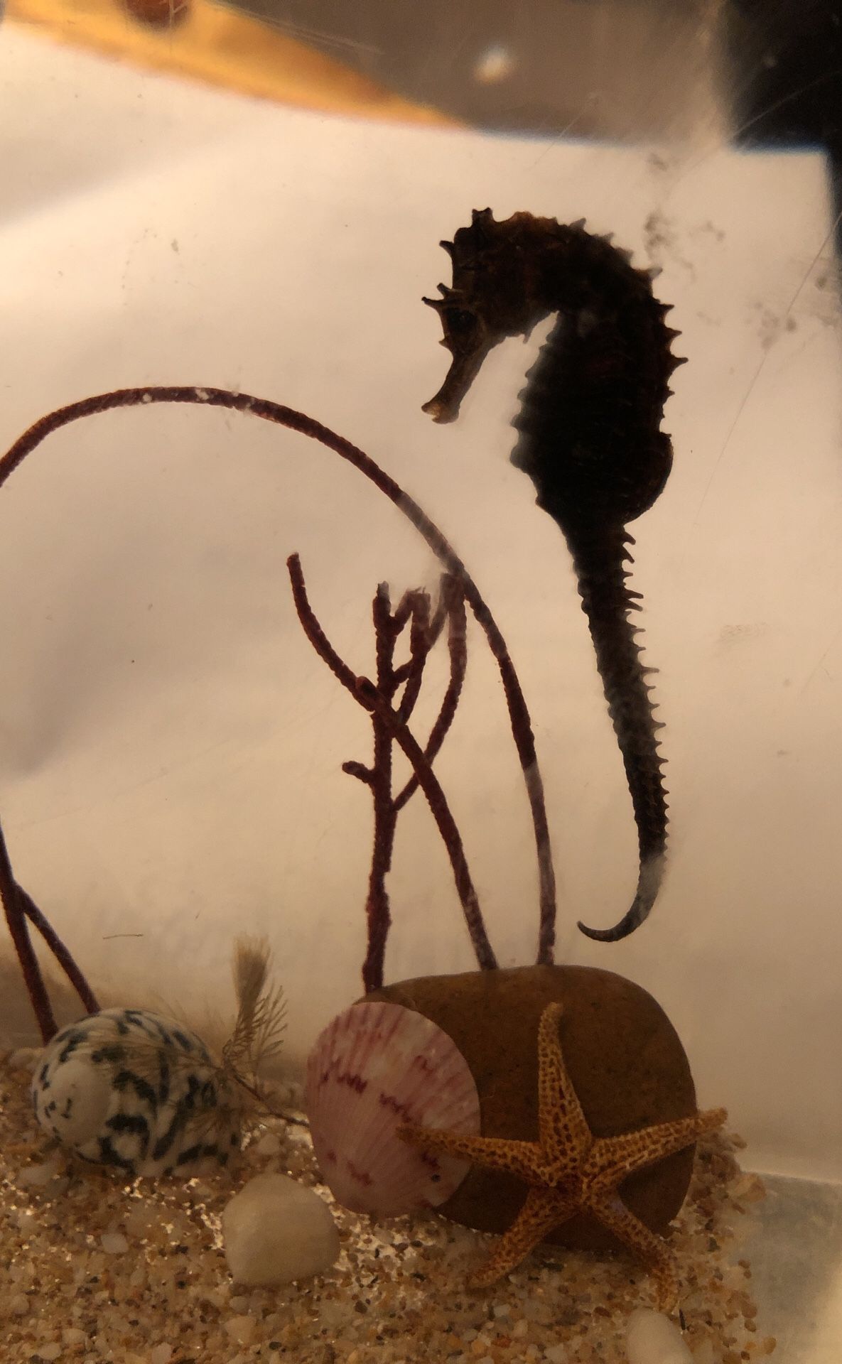 Vintage Acrylic seahorse / starfish Bookend