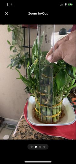 Lucky Bamboo 35 Live Plant Rooted Assorted Fountain  Thumbnail