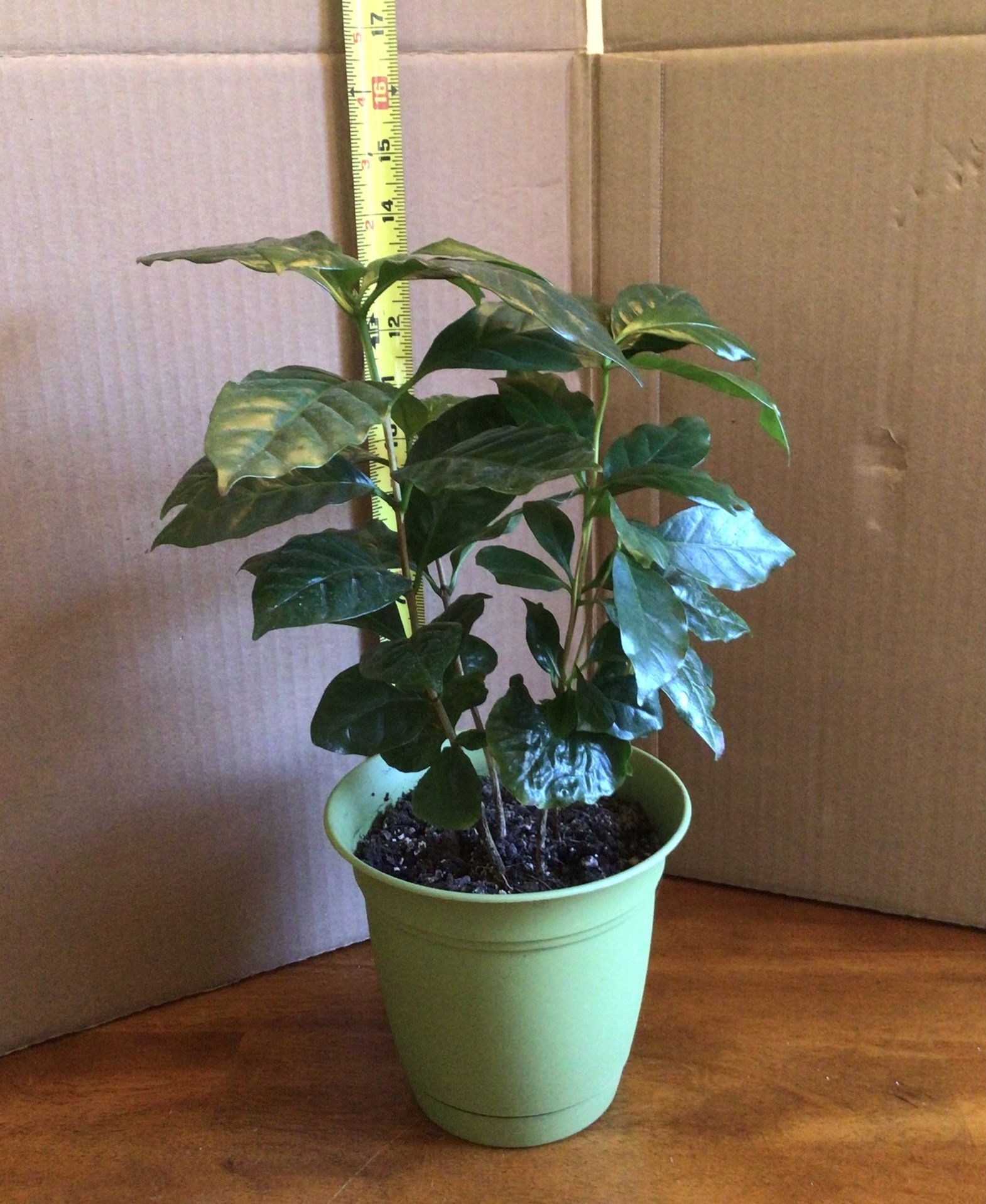 Arabica Coffee Tree Houseplant