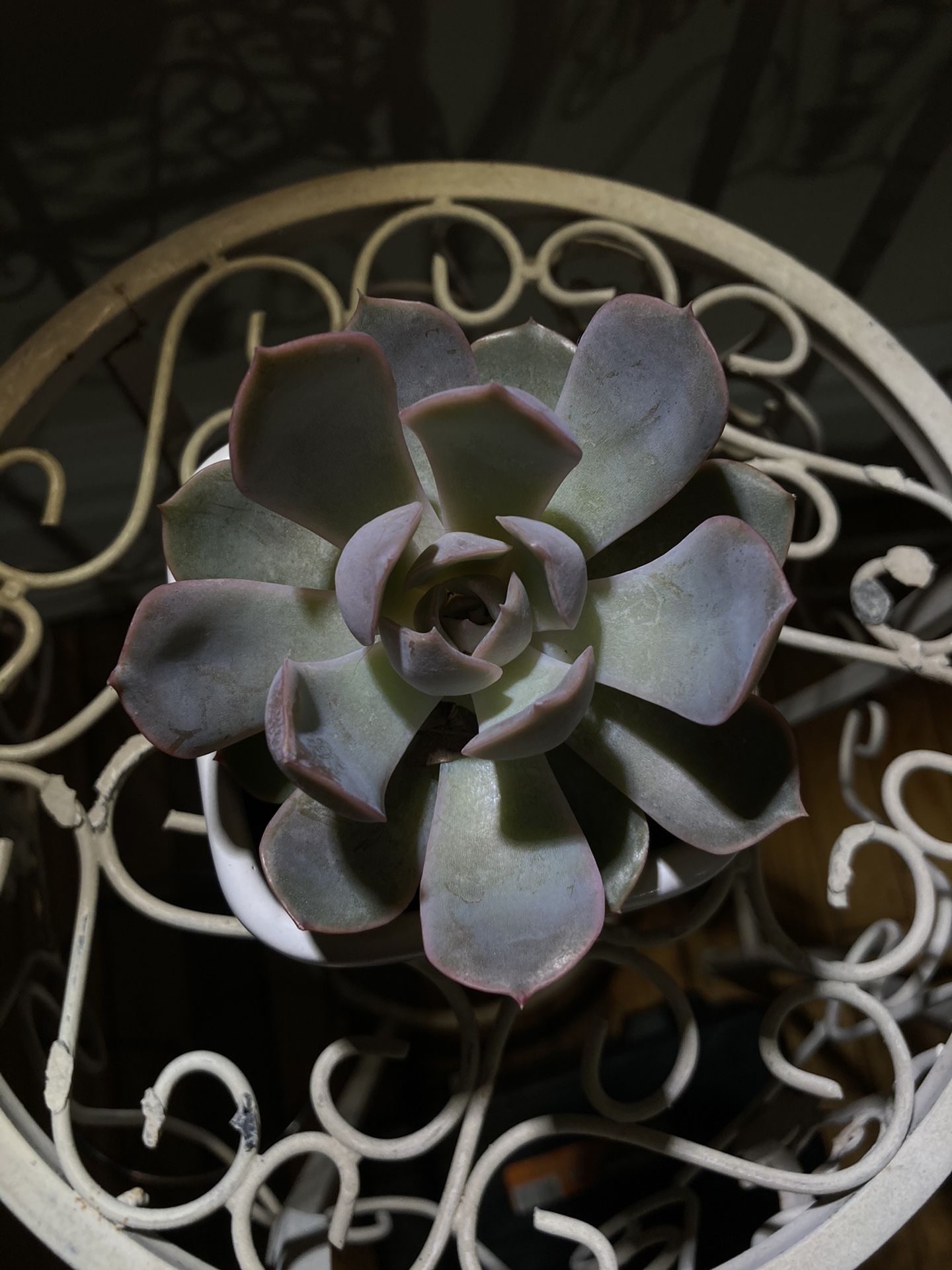 Succulent and ceramic pot (echeveria)