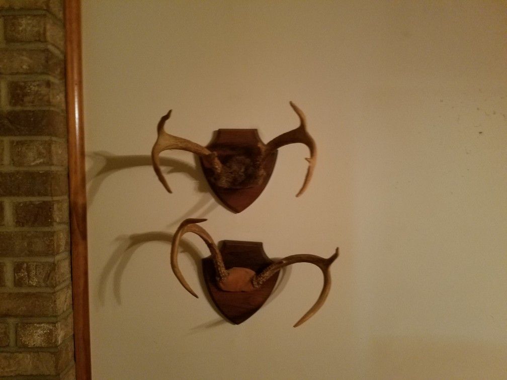 Deer Mounts
