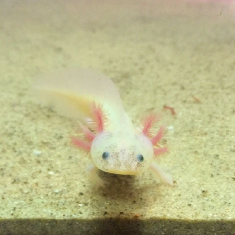 Juvenile Axolotls For Sale For Sale In East Lansing Mi Offerup