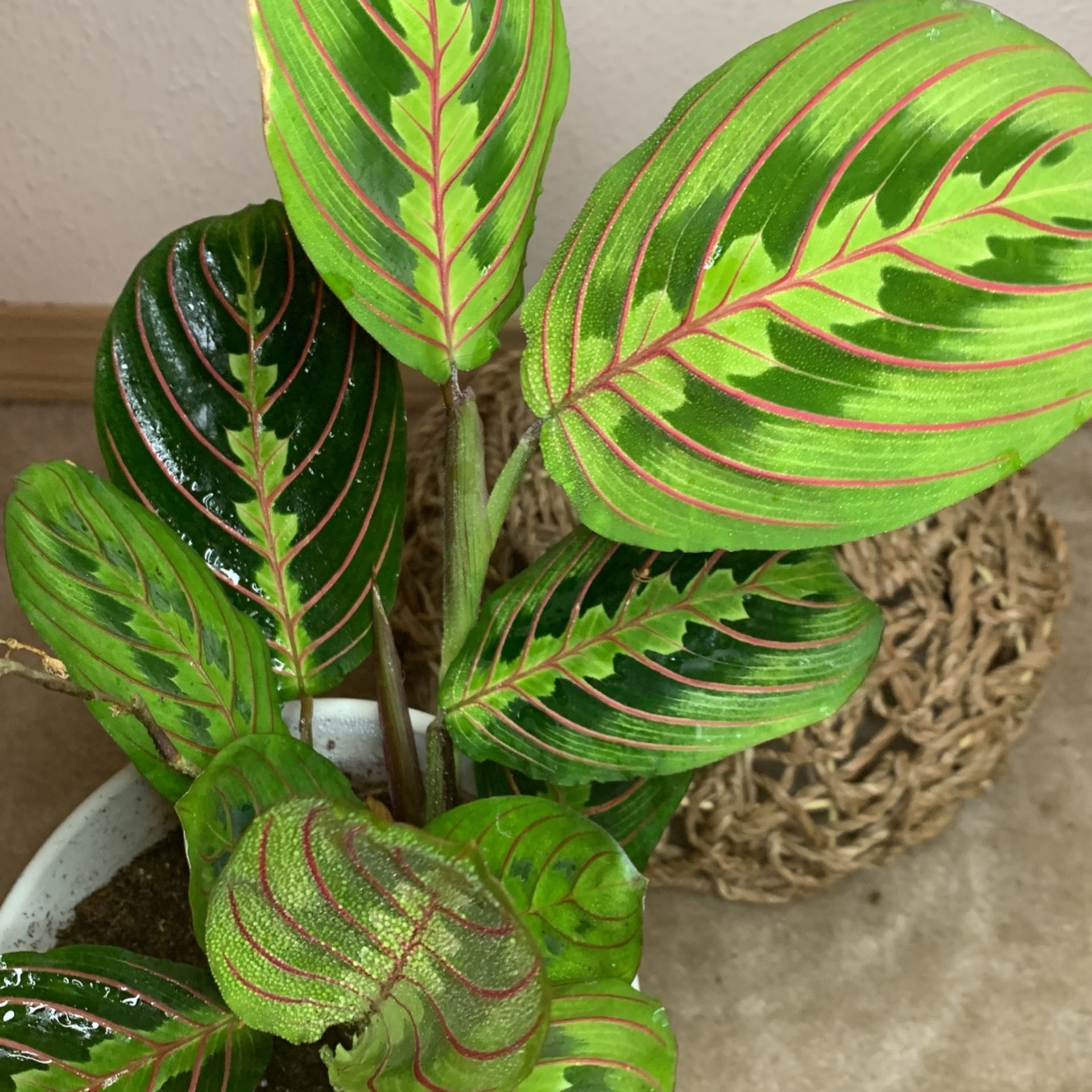 Red Marantha Prayer Plant Non Toxic for Sale in Federal