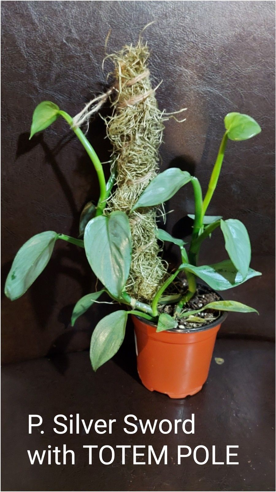 Silver Sword Philadendron Plant On Totem Pole