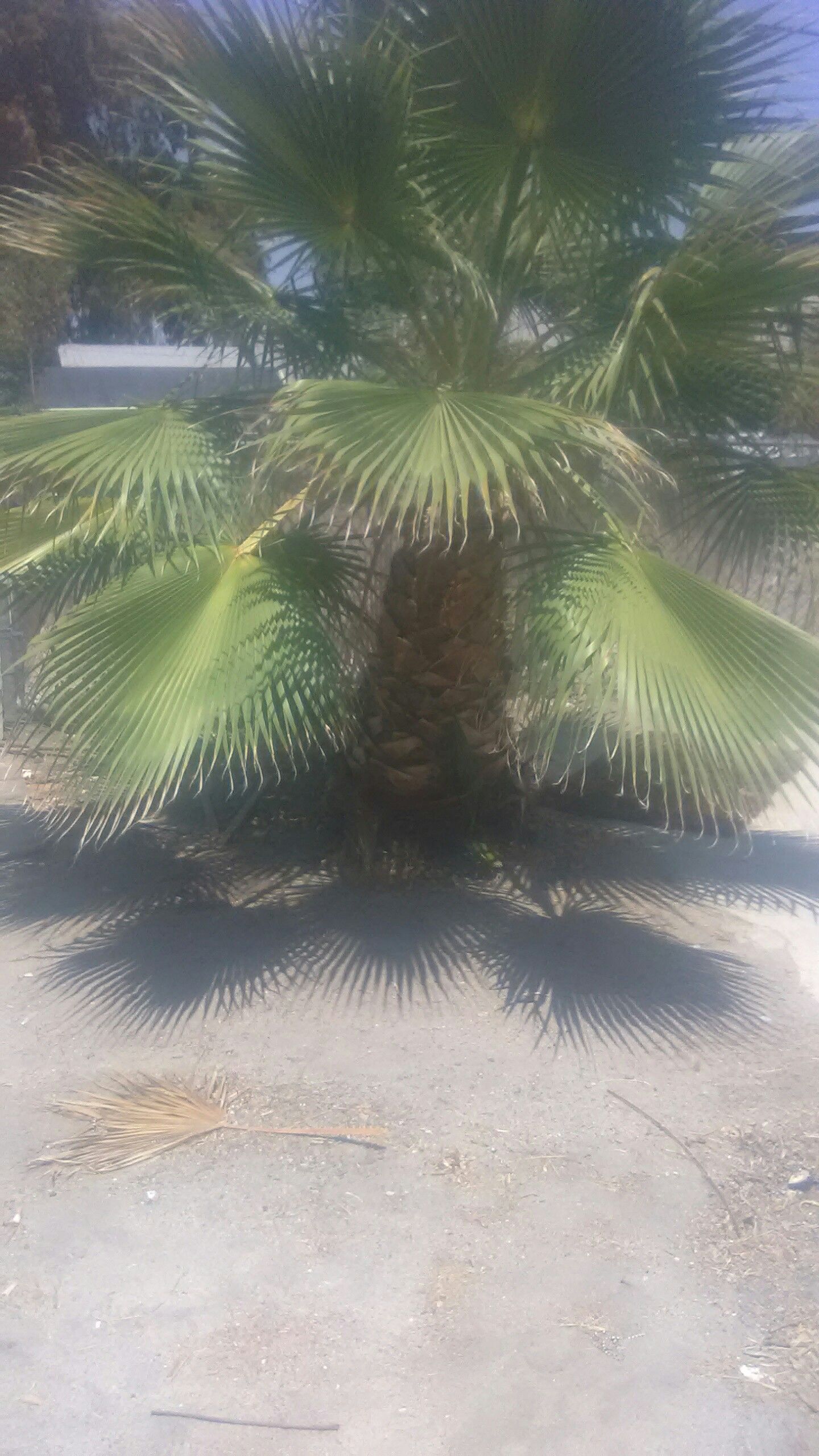 Palm tree