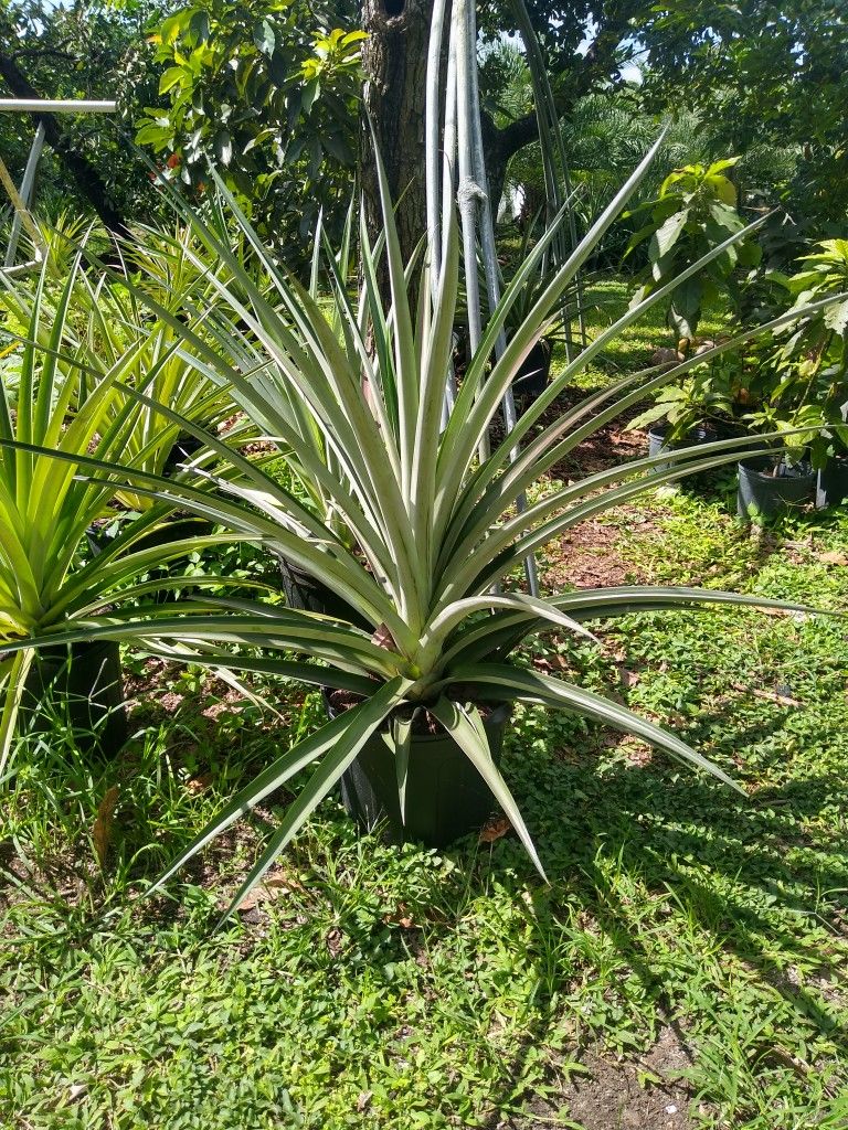 Pineapple Plant With Or Without Fruit for Sale in Miami