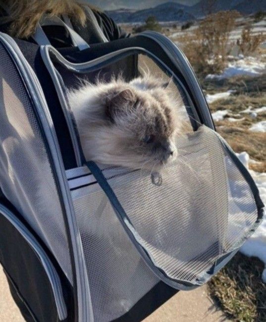 Cat / Small Dog Backpack Carrier ( New )