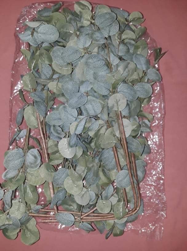 Eucalyptus Stem