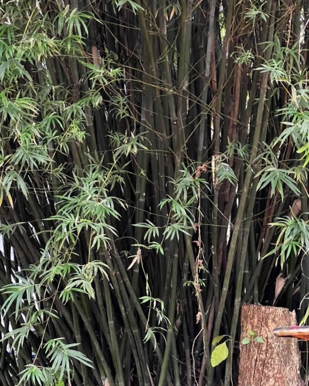 Bamboo Privacy Screening