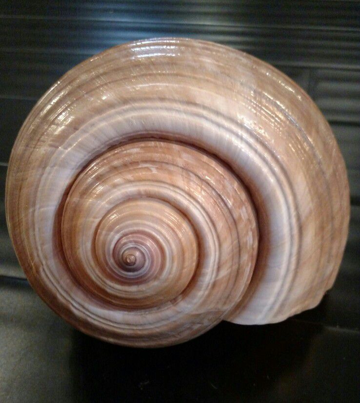 Beautiful, large Tonna Shell