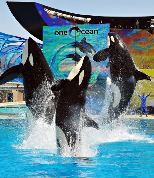 SEAWORLD