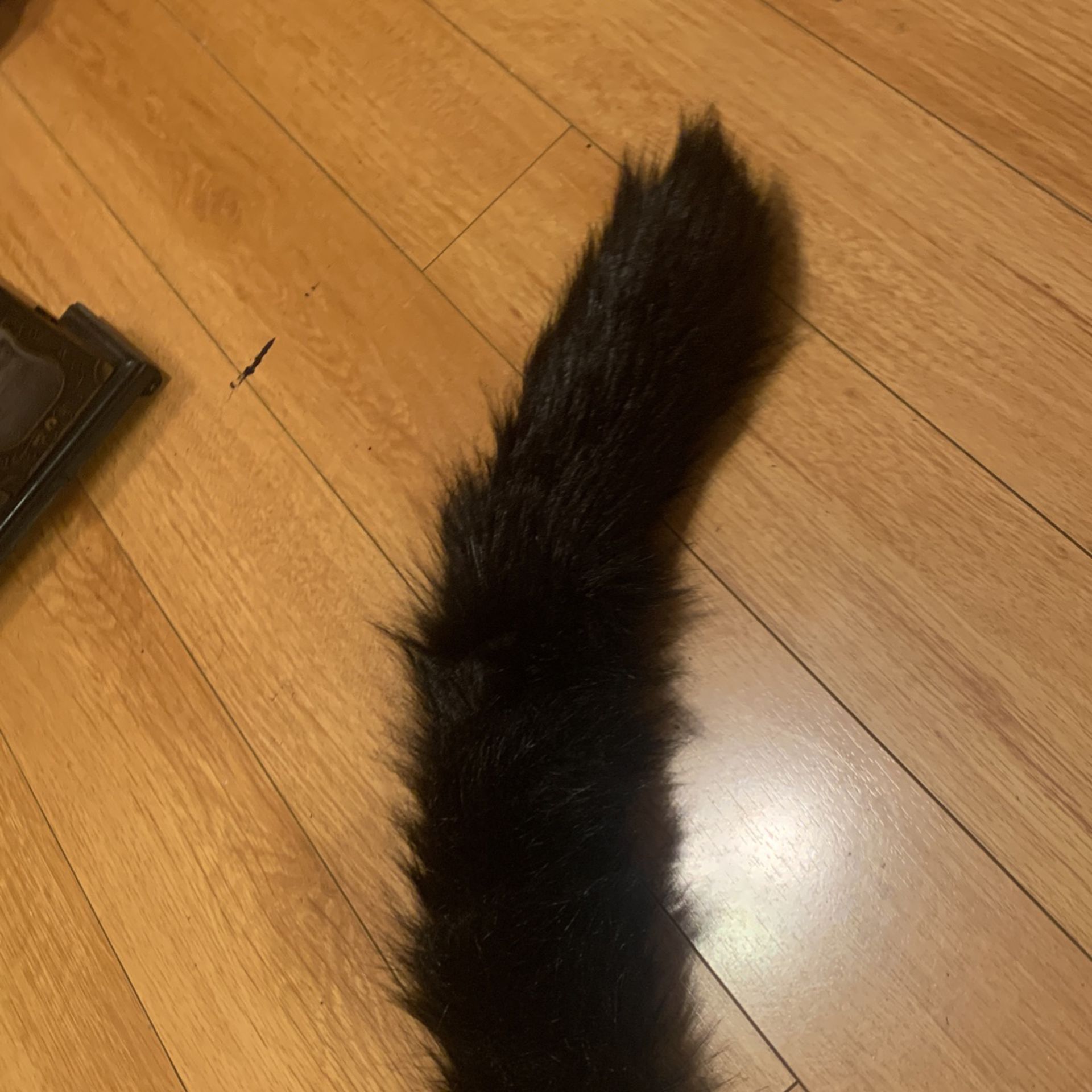 Cat Tail Waist 