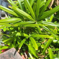 Broadleaf Lady Palm, Bamboo Palm  Thumbnail