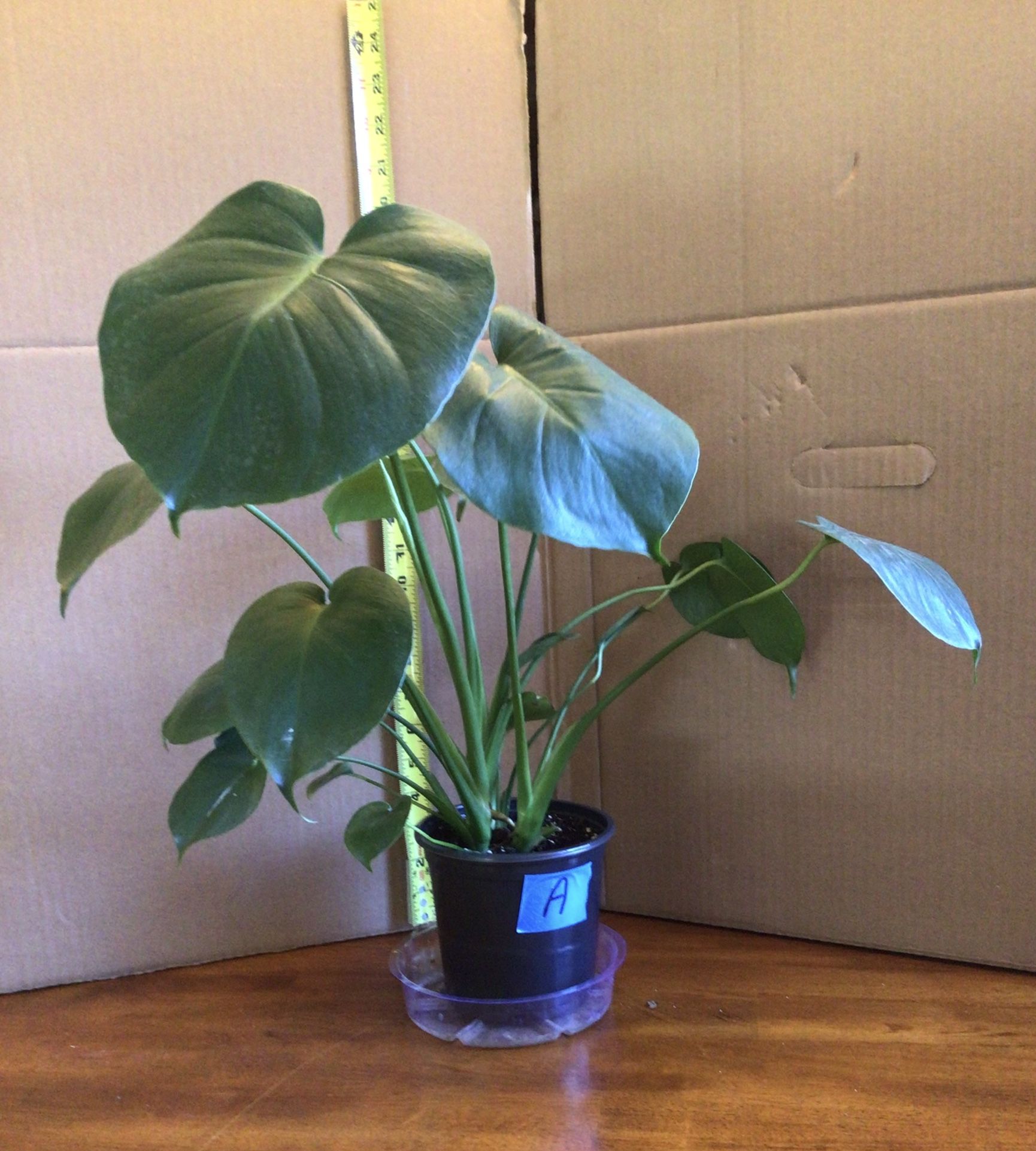 Monstera Split Leaf Philodendron Houseplant