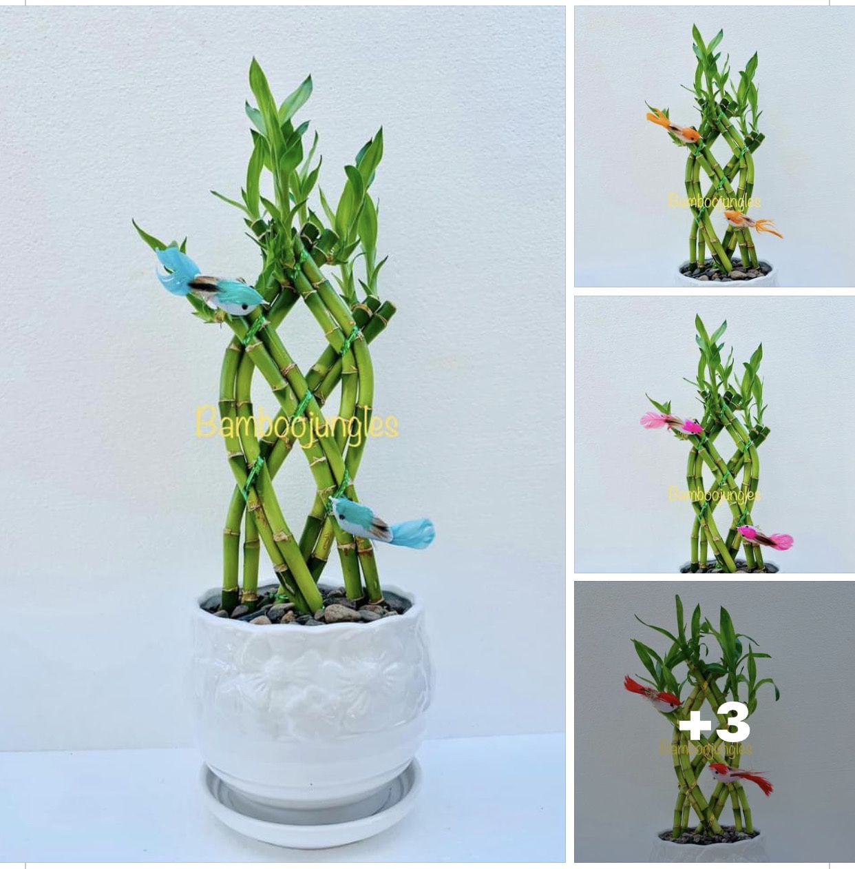 SHIPPING AVAILABLE Trellis Lucky Bamboo Live Plant Ceramic Pot Assorted Color Bird 14" Tall $12/each