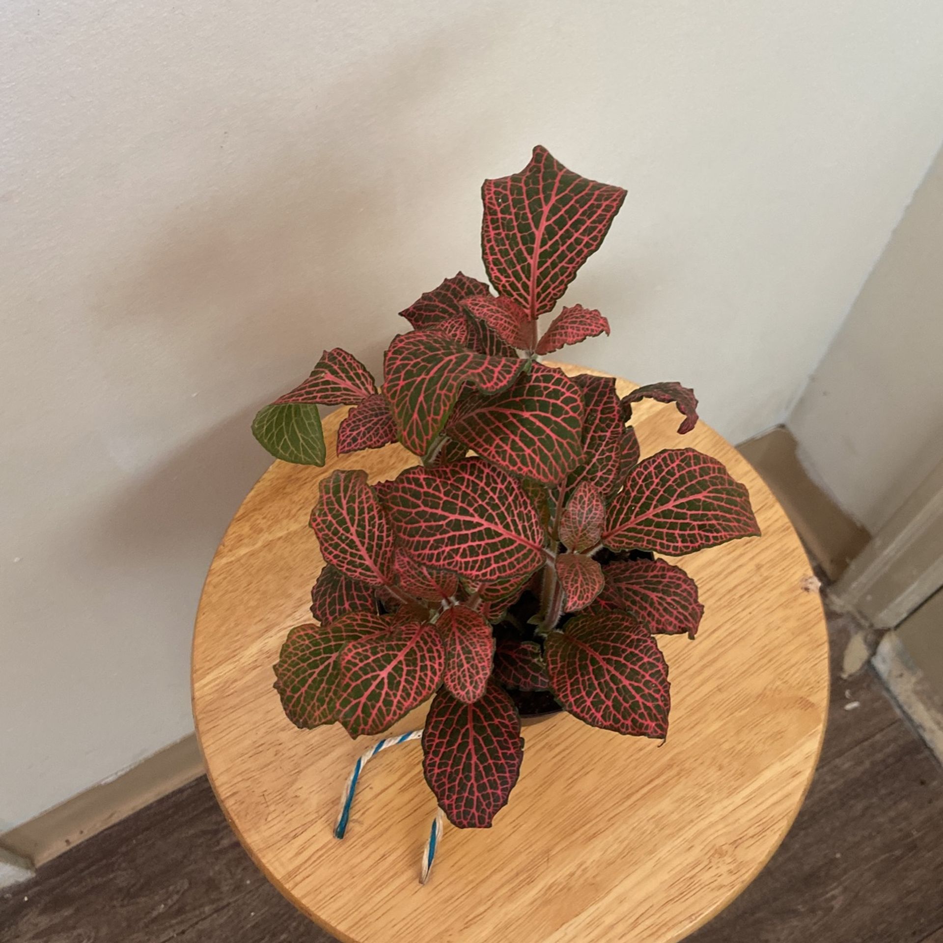 Red Anne Plant for Sale in WA OfferUp