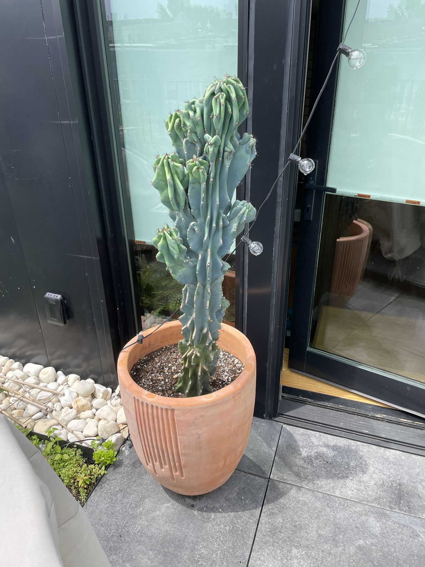 Large, beautiful Cactus (pot Included)