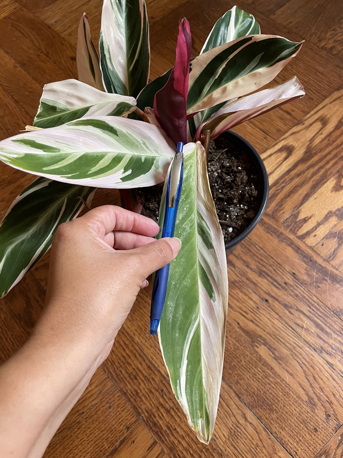 Stromanthe Triostar Plant