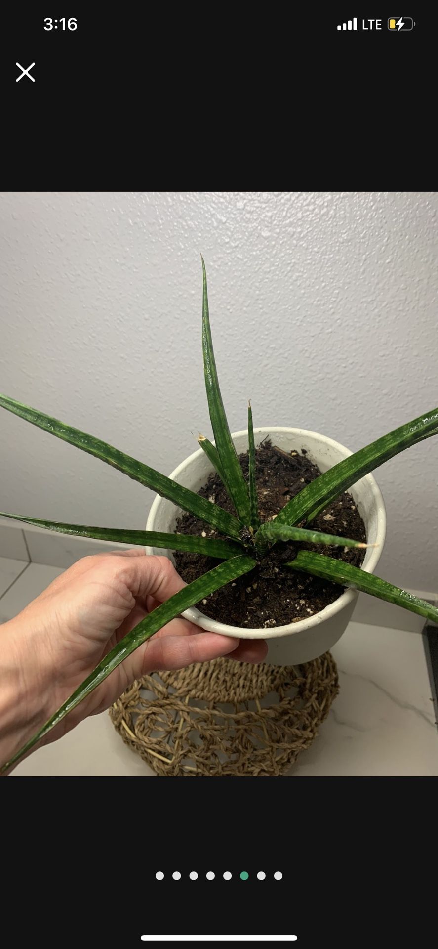 Fernwood Snake Plant Sansiveria Low Light