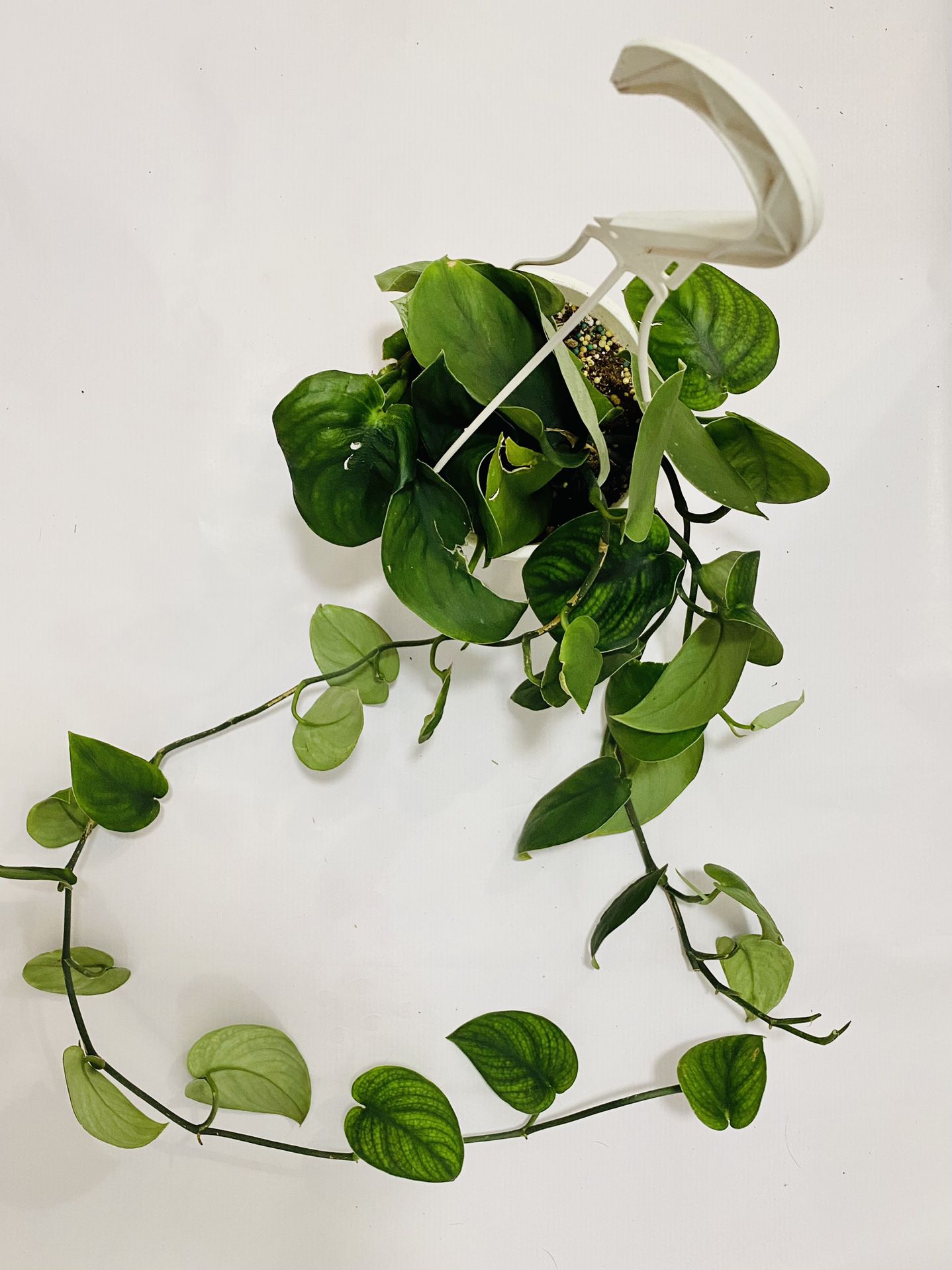 Scindapsus Jade Satin Plant 5” Hanging Pot 