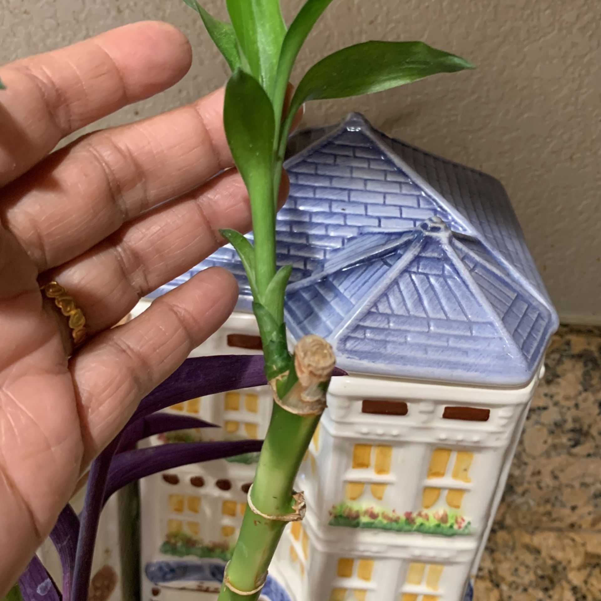 Lucky Bamboo 14” tall Healthy Beautiful And Green For You Office With Pot