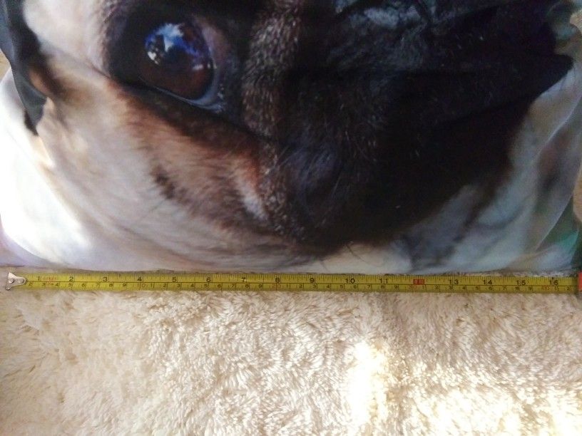 Pug Pictures & Pillow