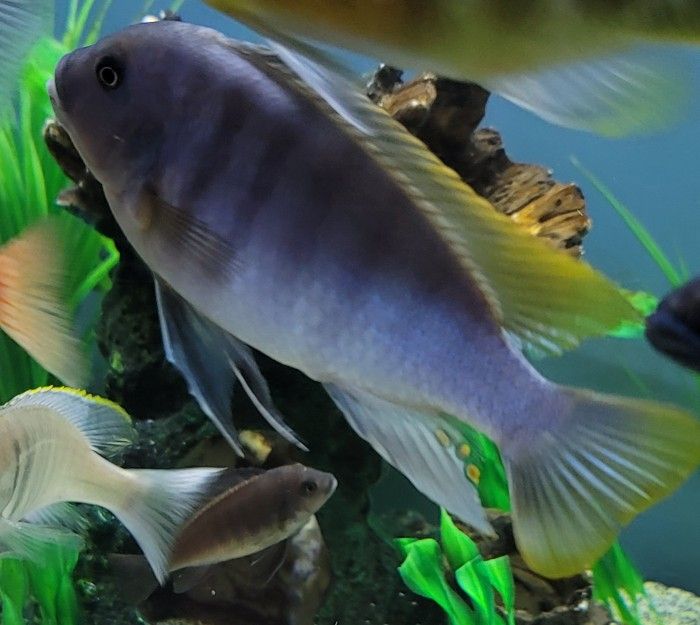 OB Zebra Cichlids